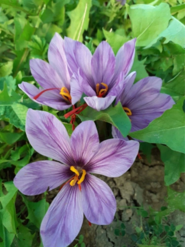 Шафран (Crocus sativus) 10 броя луковици размер 8-9