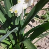 Блатно кокиче (Leucojum aestivum)