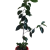 Мандариново дръвче /Citrus reticulata/ 3 годишно 70 сантиметра
