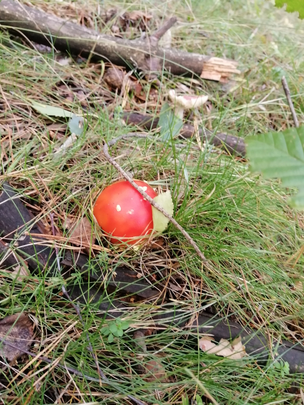 Лечебни гъби Amanita 10 грама смляна